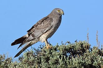 Talon Talk with Nature's Educators